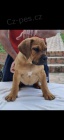 Africk� boerboel
