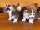 Welsh Corgi �t��ata