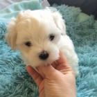 OČKOVANÁ štěňata mini maltézáčků k adopci. OČKOVANÁ štěňata mini maltézáčků k adopci.