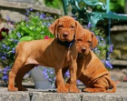 Štěňata vizsla na prodej Štěňata vizsla na prodej