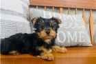 Yorkie psi a ženy štěňata. Yorkie psi a ženy štěňata.