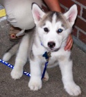 Sibiřští husky štěňata sPP Sibiřští husky štěňata sPP