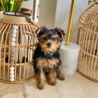 Rozkošný čajový šálek Yorkie štěňata. Rozkošný čajový šálek Yorkie štěňata.