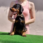 Dobrman �t��ata