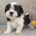 rozko�n� a zdrav� �t���tka havanese k adopci