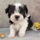 rozko�n� a zdrav� �t���tka havanese k adopci