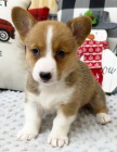 Prod�m kr�sn� �t��ata Pembroke Welsh Corgi.