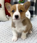 Prod�m kr�sn� �t��ata Pembroke Welsh Corgi.
