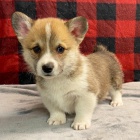 Prod�m kr�sn� �t��ata Pembroke Welsh Corgi.