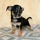 �t��ata �ivavy k adopci