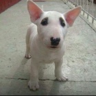 kr�sn� �t���tka anglick�ho bulteri�ra k adopci.