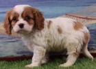 �t��ata kaval�r King Charles �pan�l k adopci.
