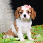 �t��ata kaval�r King Charles �pan�l k adopci.