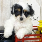Cavapoo samec a samice �t��ata k adopci.