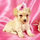 Prodm tata trpasliho pudla.