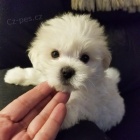 Prodám očkovaná štěňata Maltézáků. Prodám očkovaná štěňata Maltézáků.