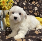 Prod�m zdrav� a O�KOVAN� �t��ata b�l� havanese.