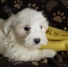 Prod�m zdrav� a O�KOVAN� �t��ata b�l� havanese.