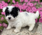 Prod�m O�KOVAN� �t��ata havanese.