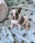 Prodám modrá štěňata francouzského buldočka MINI. Prodám modrá štěňata francouzského buldočka MINI.
