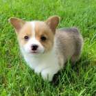 Prod�m �t��ata Pembroke Welsh Corgi.