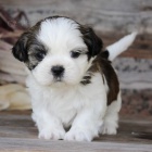 Prod�m �t��ata SHIH TZU
