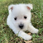 Prod�m o�kovan� �t��ata West Highland White Terriers