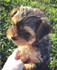 Rozkošná štěňata Yorkie. Rozkošná štěňata Yorkie.