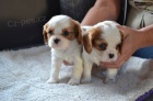 Kaval�r king charles spaniel