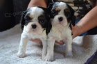 Kaval�r king charles spaniel