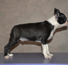 Bostonsk� teri�r �t�n�