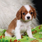 Prod�m ZDRAV� a O�KOVAN� �t��ata Kaval�ra King Charles Spaniela.