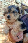 Krásná štěňátka Yorkie. Krásná štěňátka Yorkie.