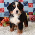 Prod�m kr�sn� �t��ata Bernsk�ho sala�nick�ho psa.