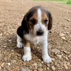 Prod�m o�kovan� �t��ata b�gla tricolor.