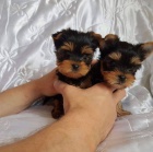 štěňata mini jorkšírského teriéra k adopci. štěňata mini jorkšírského teriéra k adopci.