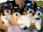 mini štěňata biewer yorkie k adopci. mini štěňata biewer yorkie k adopci.