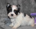 zdravá a očkovaná štěňata mini biewer yorkie k adopci. zdravá a očkovaná štěňata mini biewer yorkie k adopci.