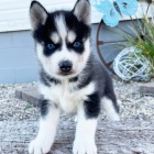 �t��ata Sibi�sk�ho huskyho k adopci.