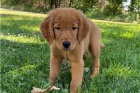 Štěňata zlatého retrívra. Štěňata zlatého retrívra.
