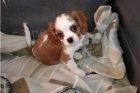 Kavalír King Charles Španěl štěňata. Kavalír King Charles Španěl štěňata.