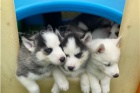 Sibiřský Husky štěňata k dispozici. Sibiřský Husky štěňata k dispozici.
