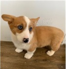 Corgi Pembroke štěňata k dispozici. Corgi Pembroke štěňata k dispozici.