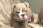 Krásná štěňata anglického buldočka. Krásná štěňata anglického buldočka.