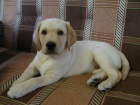 Prodám štěňata labradorského retrívra Prodám štěňata labradorského retrívra