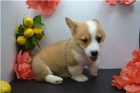 Zdravá štěňátka Corgi Pembroke Welsh. Zdravá štěňátka Corgi Pembroke Welsh.