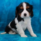 Prod�m o�kovan� �t��ata Kaval�r King Charles Spaniel.