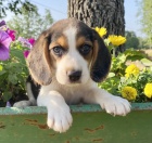 Prod�m mini t��barevn� �t��ata B�gla.