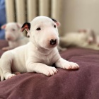 Prod�m o�kovan� �t��ata anglick�ho Bulteri�ra.