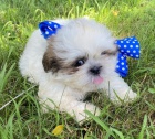 Prod�m zdrav� a o�kovan� �t��ata SHIH TZU